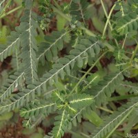 Phyllanthus amarus Schumach. & Thonn.